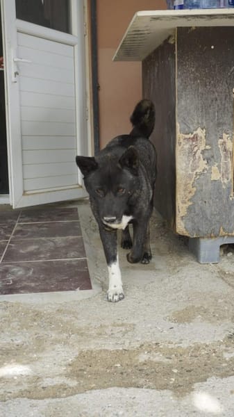 American Akita Wednesday