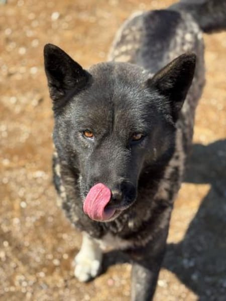 American Akita Wednesday