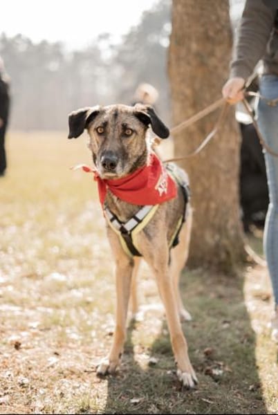 Anouk - Hund mit Herz sucht Mensch mit V