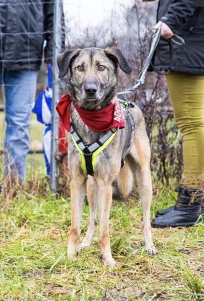 Anouk - Hund mit Herz sucht Mensch mit V