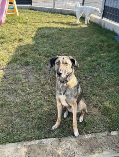 Anouk - Hund mit Herz sucht Mensch mit V