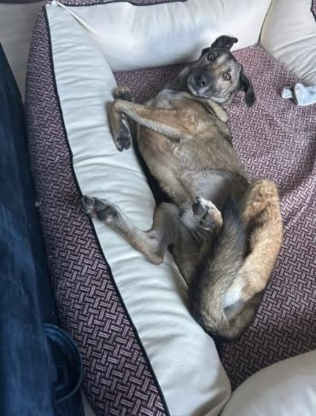 Anouk - Hund mit Herz sucht Mensch mit V