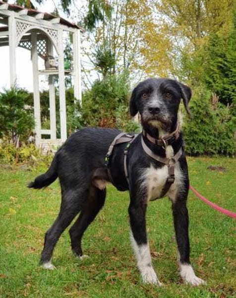 Puffi sucht seine Menschen