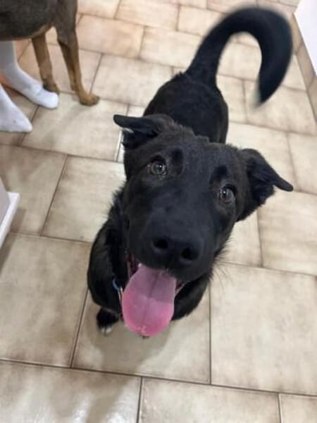 TALISA * Junghündin mit Format