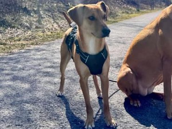 Joma sucht warmes Körbchen