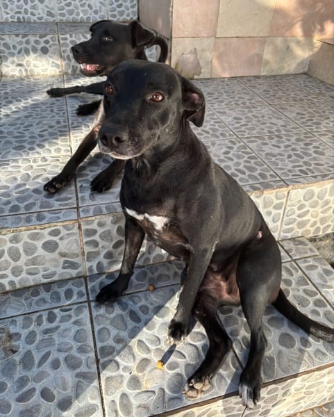 NALLA, Femelle Croisée Labrador