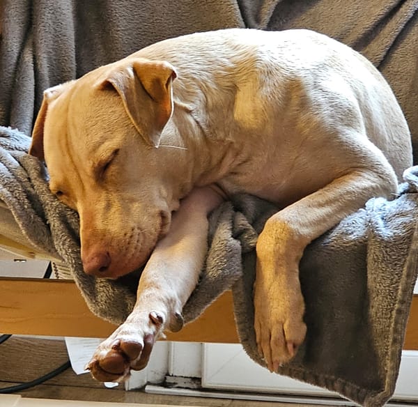 PHOENIX Croisée Labrador Femelle junior