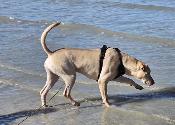 PHOENIX Croisée Labrador Femelle junior