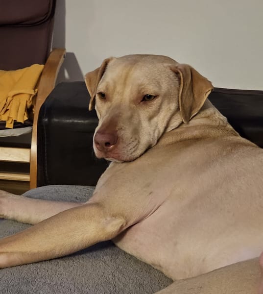 PHOENIX Croisée Labrador Femelle junior