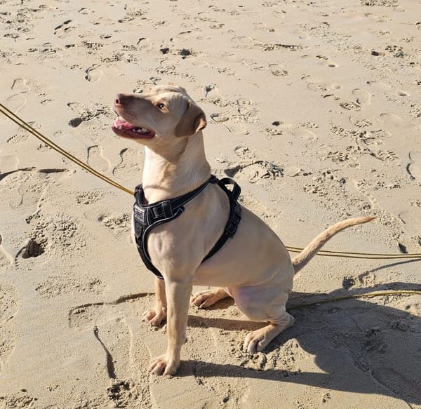 PHOENIX Croisée Labrador Femelle junior