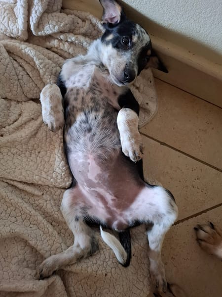 FOLLY, chiot femelle Croisée Jack Russel