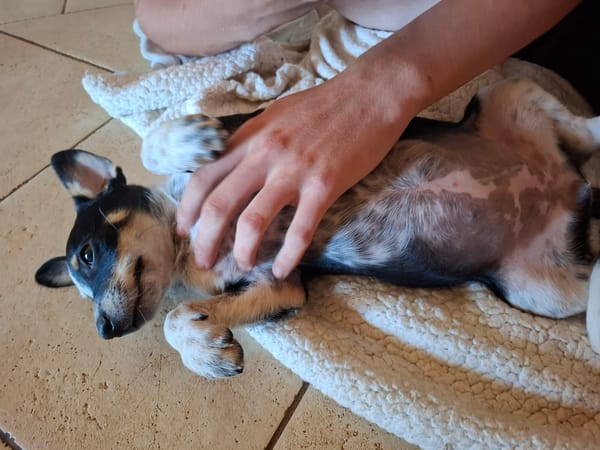 FOLLY, chiot femelle Croisée Jack Russel