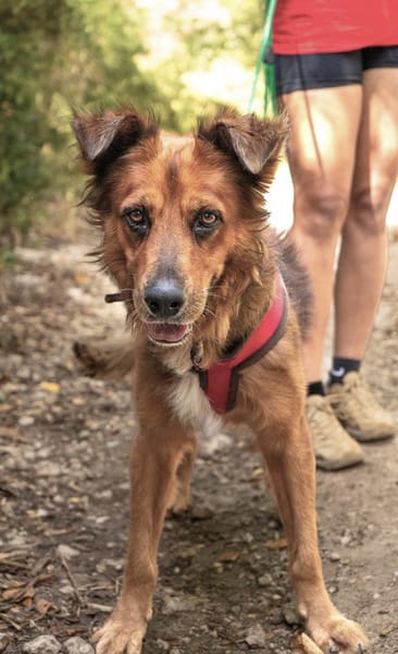 HEAVEN, mâle croisé créole