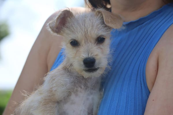 UBAC, chiot croisé terrier mâle