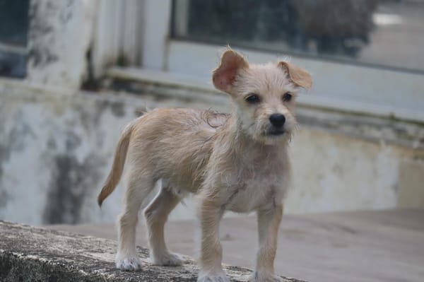 UBAC, chiot croisé terrier mâle