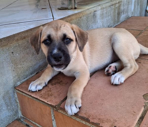 🐾 KLER, petite créole pleine de vie, cherche sa famille ! 🐾