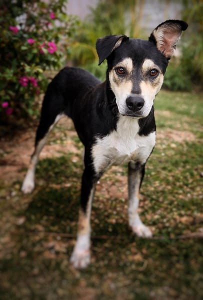 LILI, jeune femelle Berger Créole