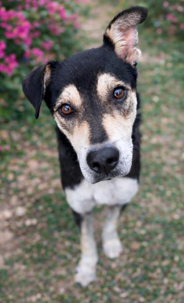 LILI, jeune femelle Berger Créole