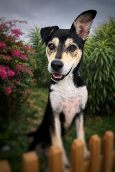 LILI, jeune femelle Berger Créole