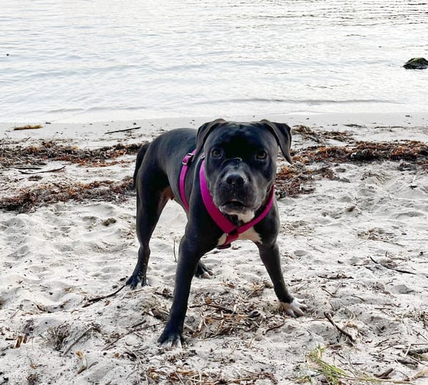 🐾 XENA, croisée créole junior pleine d’amour 🐾