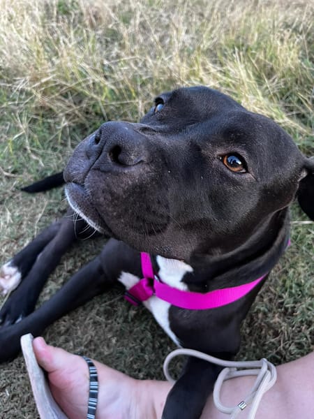🐾 XENA, croisée créole junior pleine d’amour 🐾