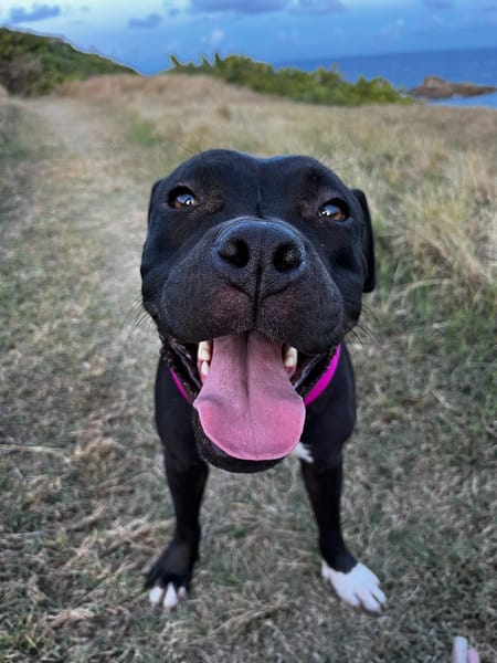 🐾 XENA, croisée créole junior pleine d’amour 🐾