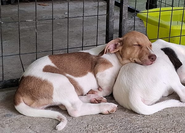 IVOIRE, chiot Berger Créole femelle