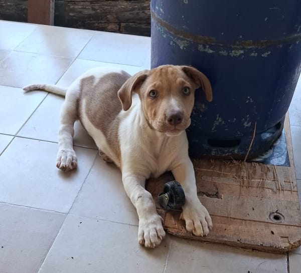 IVOIRE, chiot Berger Créole femelle