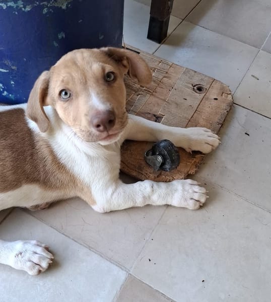 IVOIRE, chiot Berger Créole femelle