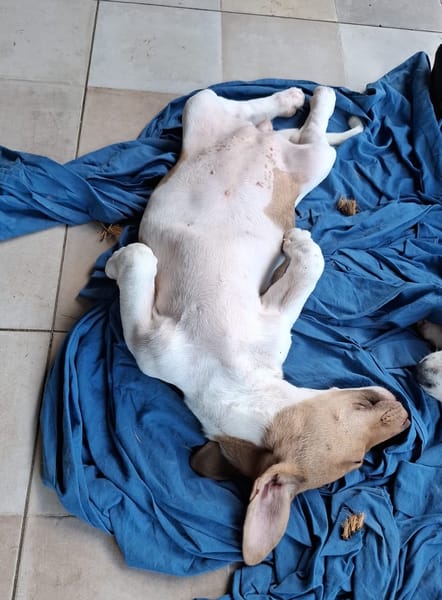 IVOIRE, chiot Berger Créole femelle