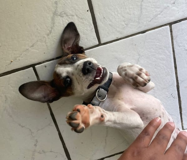 KIRBY, une boule d’amour à 4 pattes !