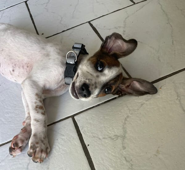 KIRBY, une boule d’amour à 4 pattes !