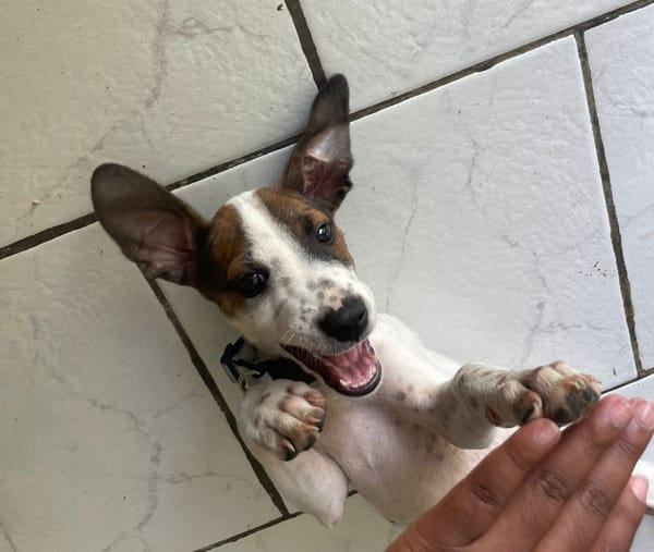 KIRBY, une boule d’amour à 4 pattes !