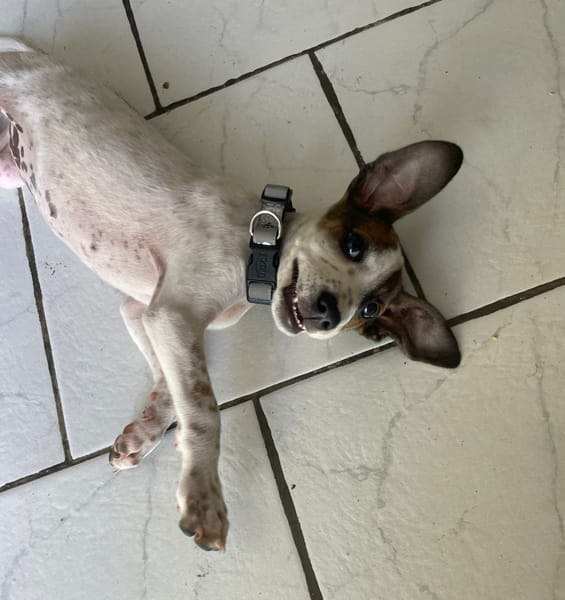 KIRBY, une boule d’amour à 4 pattes !