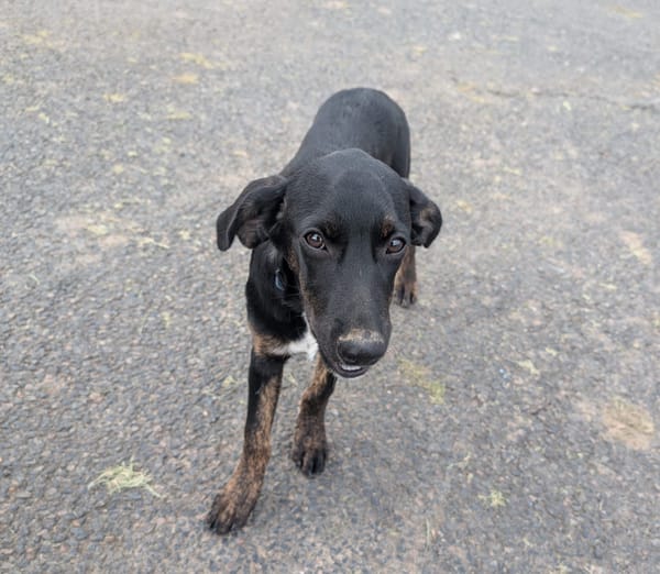 ALOE, chiot Berger Créole, femelle