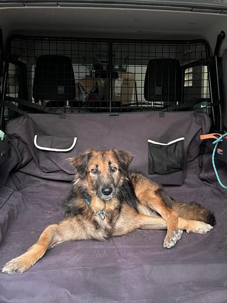 Bobby, depuis un an  à l'adoption