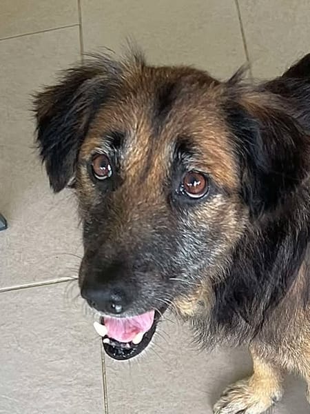 Bobby, depuis un an  à l'adoption