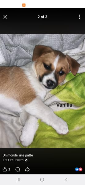 Vanilla