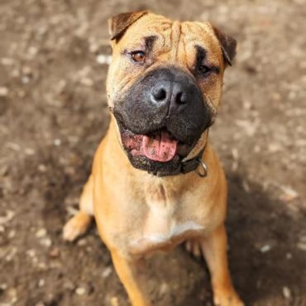 Moncho - erfahrene Pflege-oder Endstelle