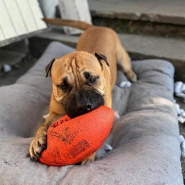 Moncho - erfahrene Pflege-oder Endstelle