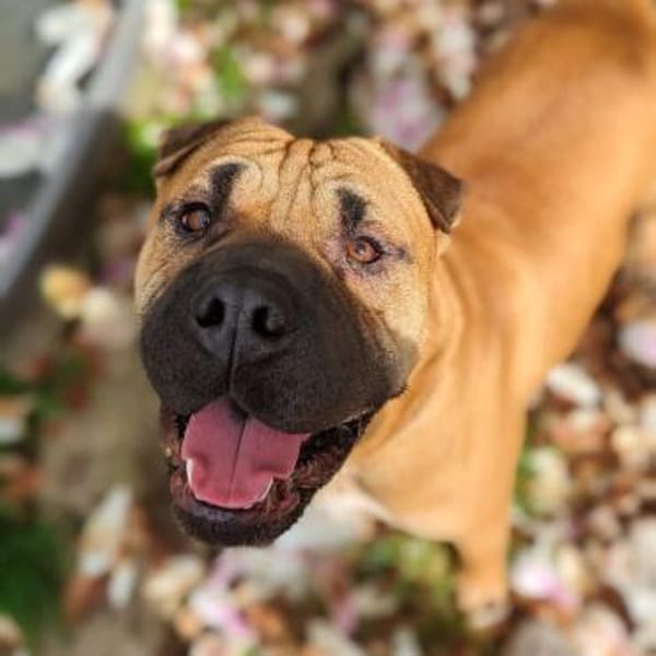 Moncho - erfahrene Pflege-oder Endstelle