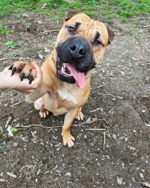 Moncho - erfahrene Pflege-oder Endstelle