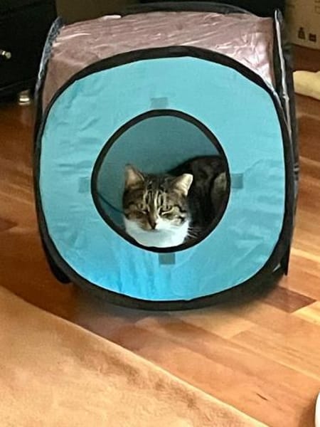 🌷Liebe Smiley sucht Zuhause🌷