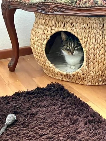 🌷Liebe Smiley sucht Zuhause🌷