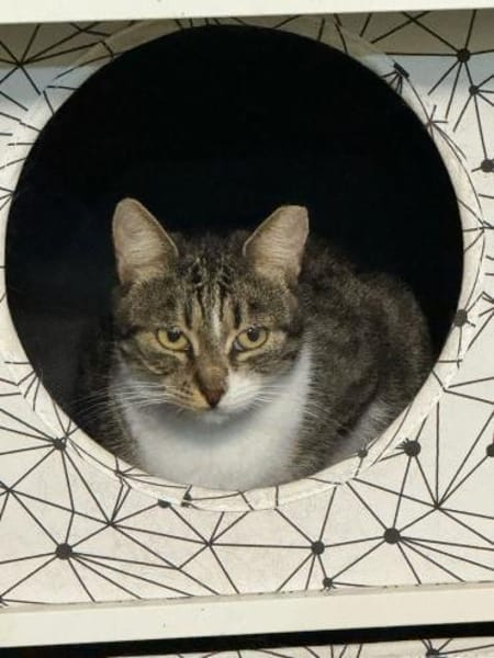 🌷Liebe Smiley sucht Zuhause🌷