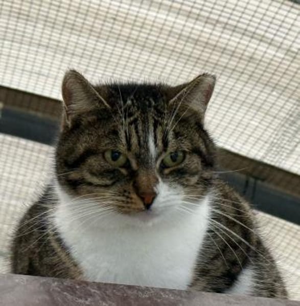 🌷Liebe Smiley sucht Zuhause🌷