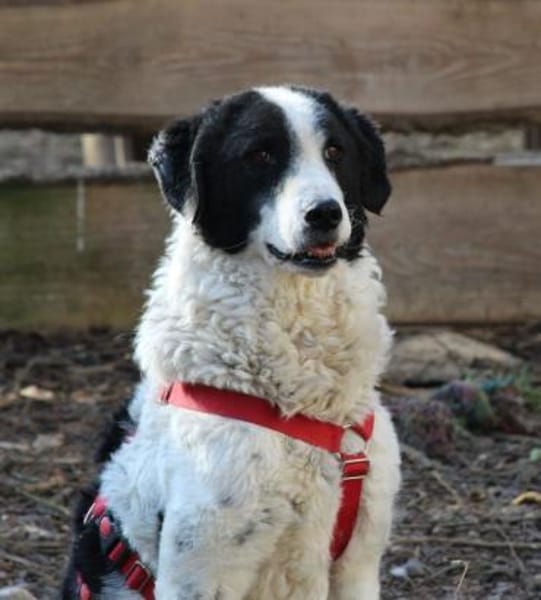 Lilo wartet in Deutschland