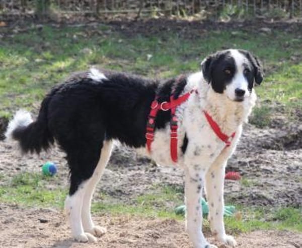 Lilo wartet in Deutschland