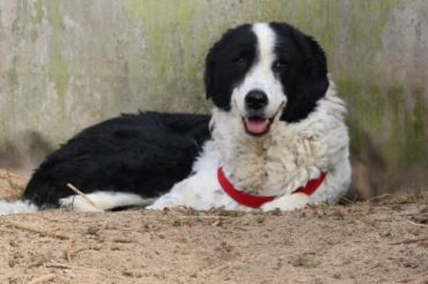 Lilo wartet in Deutschland