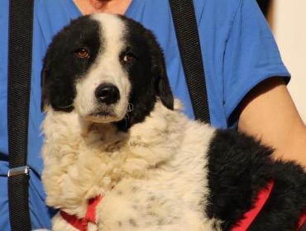 Lilo wartet in Deutschland